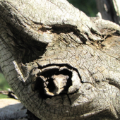 krása skrytá ve dřevě 2