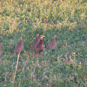 drobotina u nás v revíru