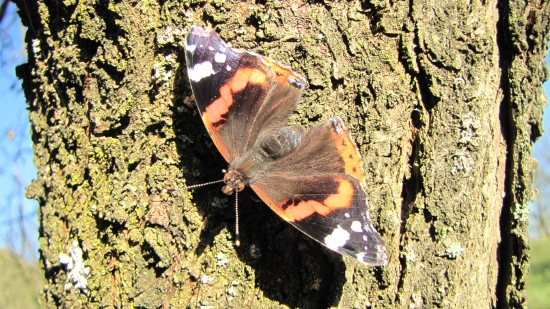 využívá poslední sluneční dny