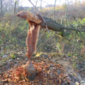 špičková práce  bobrú