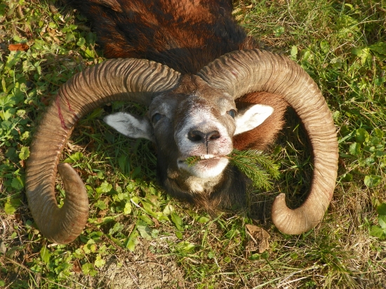 muflon  dobré rozlohy