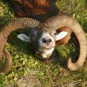 muflon  dobré rozlohy