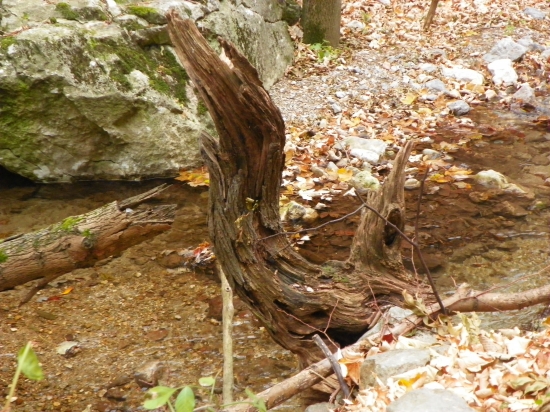 z říše samorostú