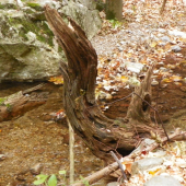 z říše samorostú