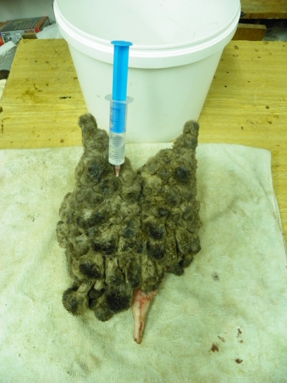 putování parukáře s id.138 895