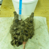 putování parukáře s id.138 895