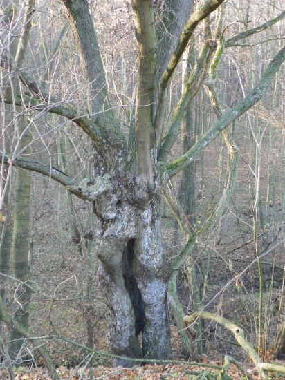 múj oblíbený strom