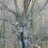 múj oblíbený strom