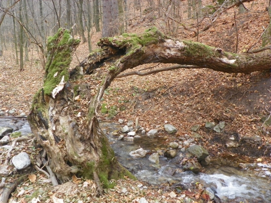 na potulkách lesem 1