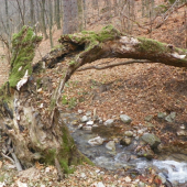 na potulkách lesem 1