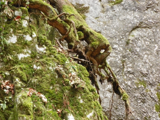 na potulkách lesem 2