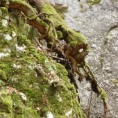 na potulkách lesem 2