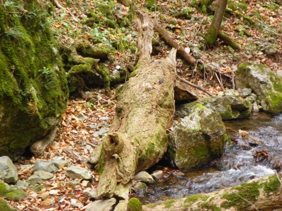 jako ptakopysk podivný