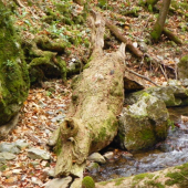 jako ptakopysk podivný