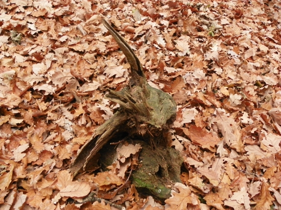 moje představy-dravec na kořisti