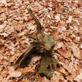 moje představy-dravec na kořisti