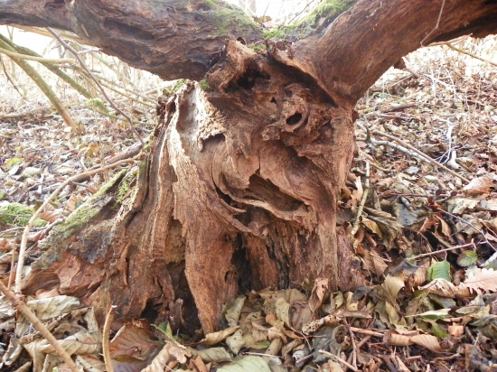 rozšklebená tvář  lesního skřeta