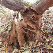 rozšklebená tvář  lesního skřeta