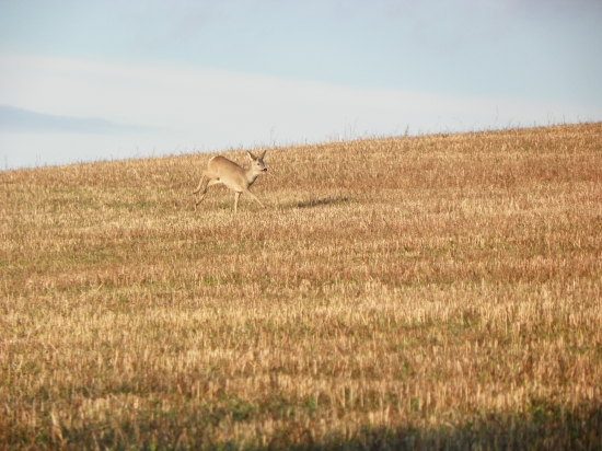 za zvěří ,tentokrát  jen s foťákem