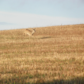 za zvěří ,tentokrát  jen s foťákem