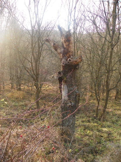 přírodní totem s vlčí hlavou