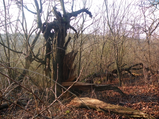 tam kde umírají stromy