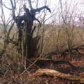 tam kde umírají stromy