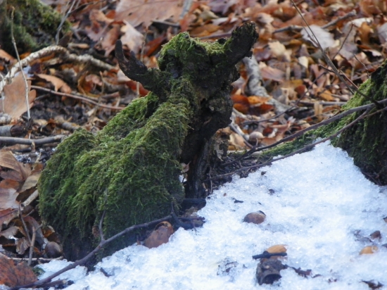 z říše samorostú