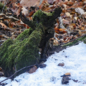 z říše samorostú