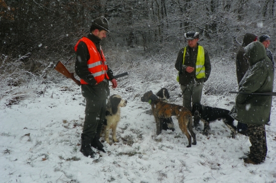 veroslavorlovsky a jeho psíci