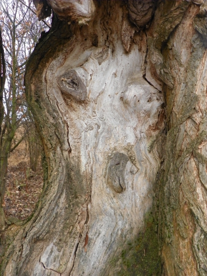 stará vrba s lidskou tváří