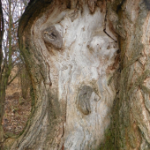stará vrba s lidskou tváří