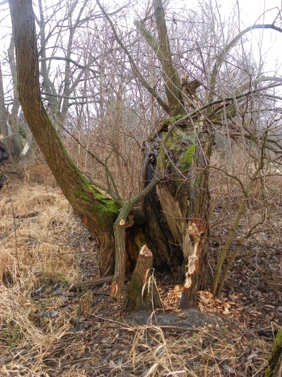 vánoční hodování bobrú