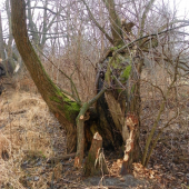 vánoční hodování bobrú