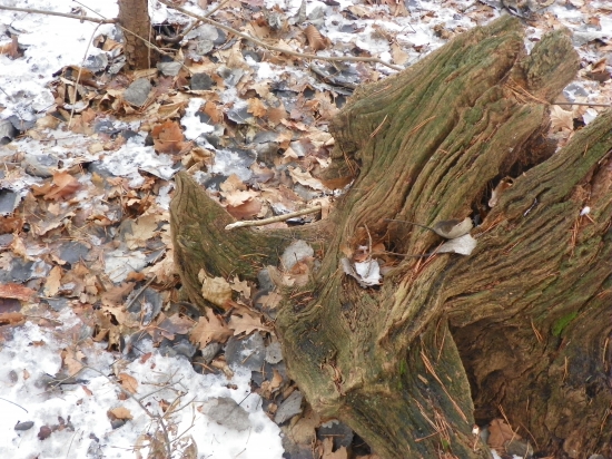 z říše samorostú