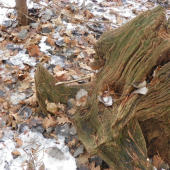 z říše samorostú