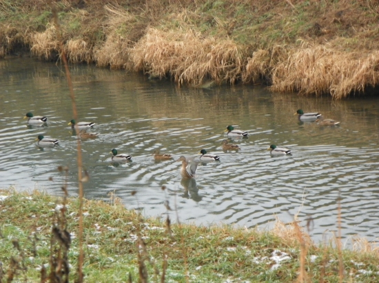 na řece Olšavě  je živo