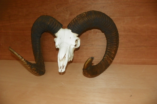 po letech  dostane nový kabát