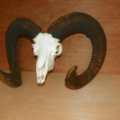 po letech  dostane nový kabát