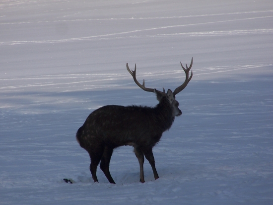 jelen sika Dybovského