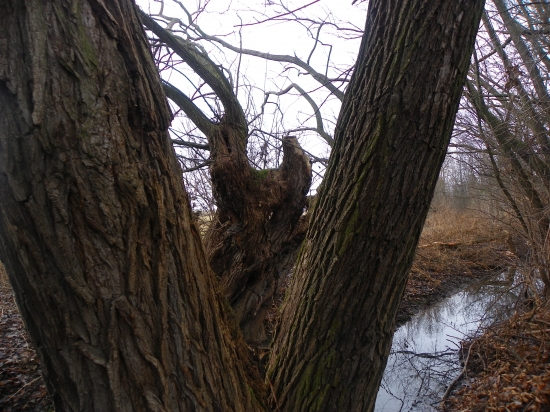 vrba s tvarem zoborožce