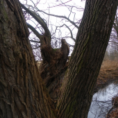 vrba s tvarem zoborožce