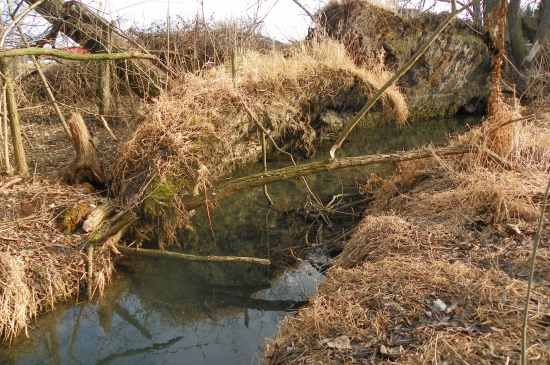 v zátoce ploskoocasých