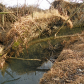 v zátoce ploskoocasých