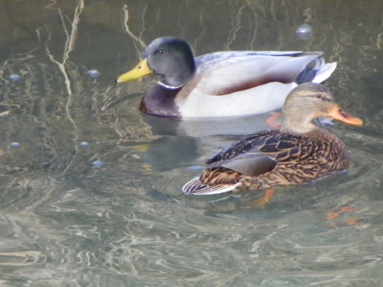 kačer s bílýma kačírkama