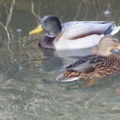 kačer s bílýma kačírkama