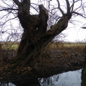 tady ještě hlodavci .bobři nebyli