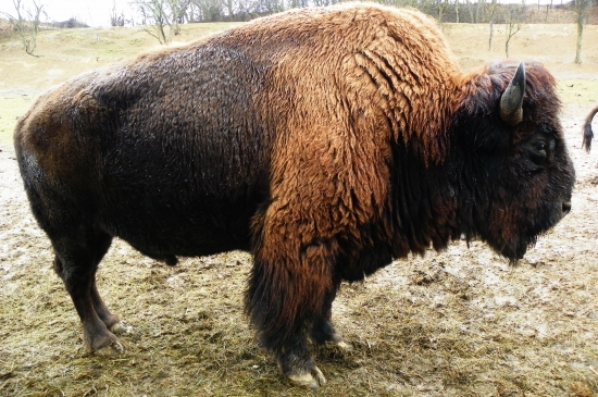 zastavení u rohatých