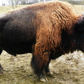 zastavení u rohatých