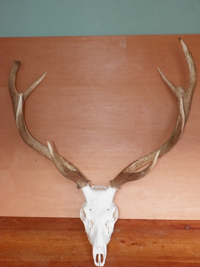 jelen sika Dybowského